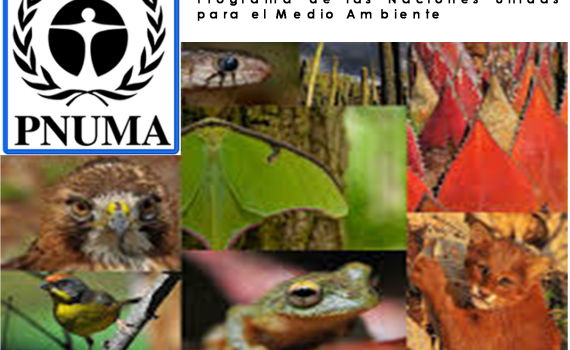 PNUMA